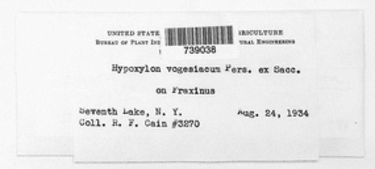 Hypoxylon vogesiacum image